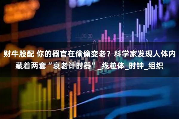 财牛股配 你的器官在偷偷变老？科学家发现人体内藏着两套“衰老计时器”_线粒体_时钟_组织